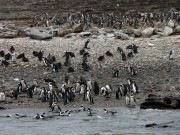 1101_062_penguins * 1280 x 960 * (731KB)
