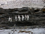 1101_066_penguins * 1280 x 960 * (654KB)